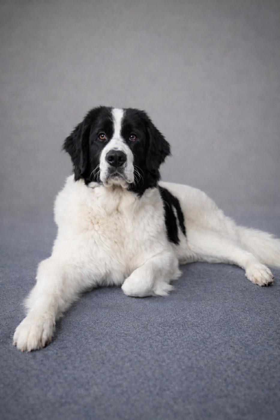 CH. VODKA De La Lande De Montecouplet