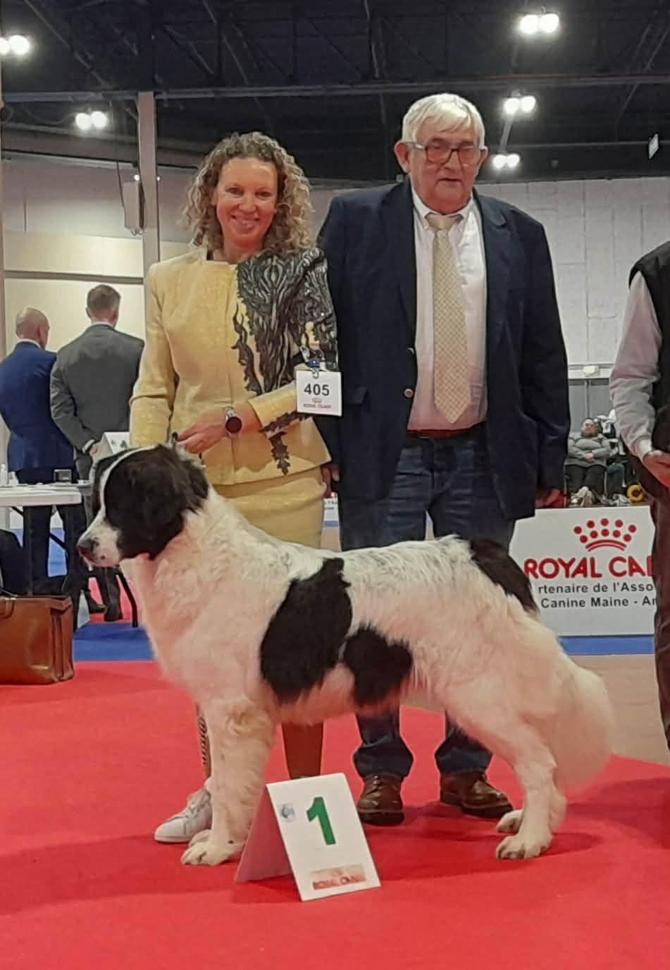 Le 21 et 22 mars 2026 retour en expositions canines de beauté pour CH. Vodka De La Lande De Montecouplet