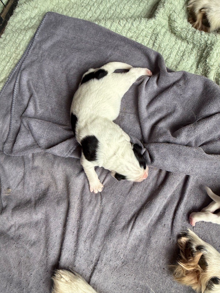 De La Lande De Montecouplet - Chiots disponibles - Landseer type continental europeen