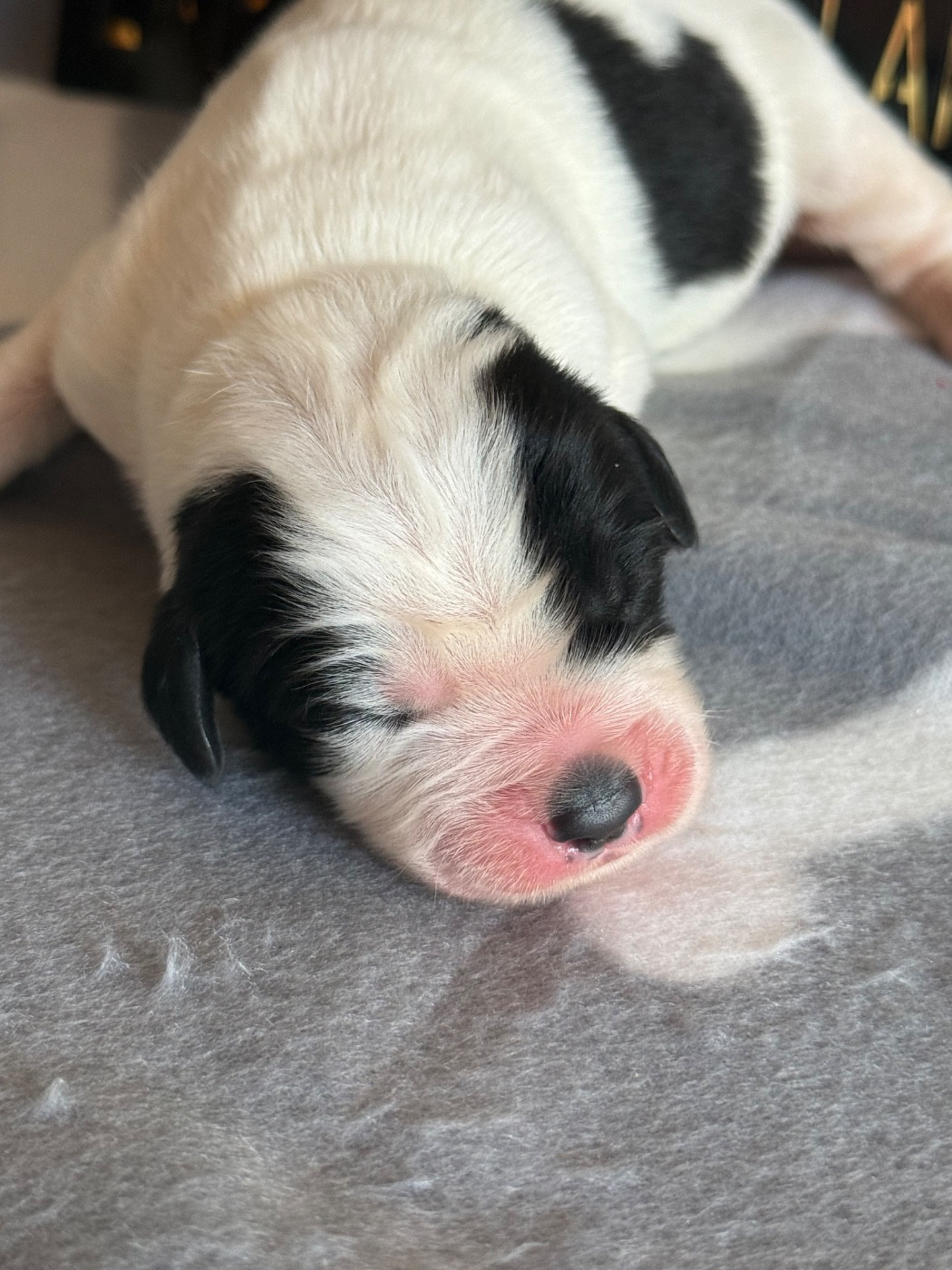 De La Lande De Montecouplet - Chiots disponibles - Landseer type continental europeen