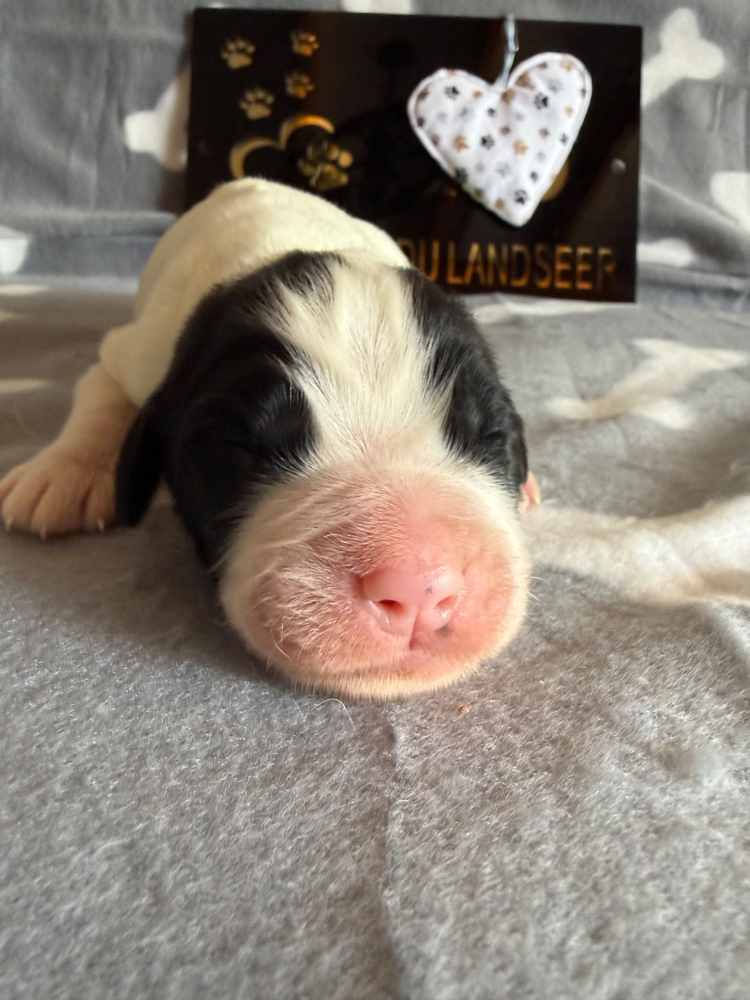 De La Lande De Montecouplet - Chiots disponibles - Landseer type continental europeen