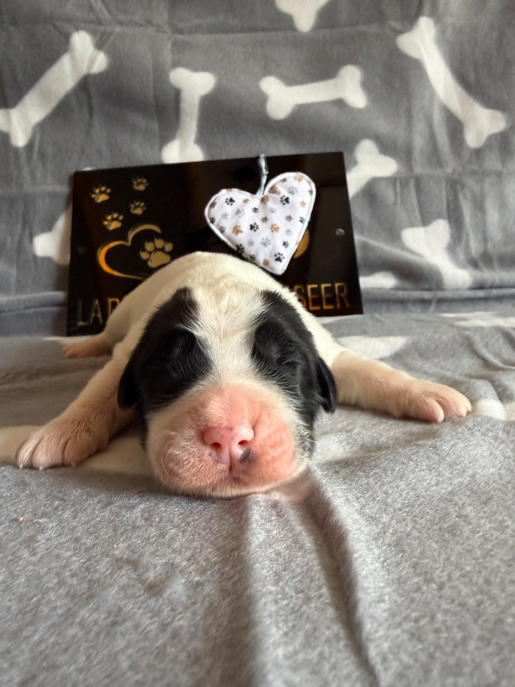 De La Lande De Montecouplet - Chiots disponibles - Landseer type continental europeen