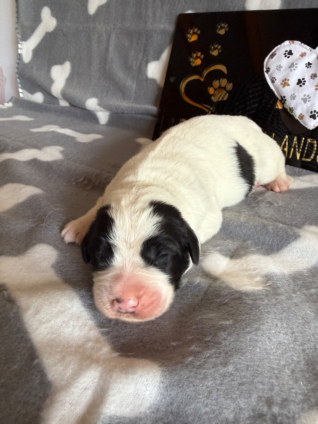 De La Lande De Montecouplet - Chiots disponibles - Landseer type continental europeen