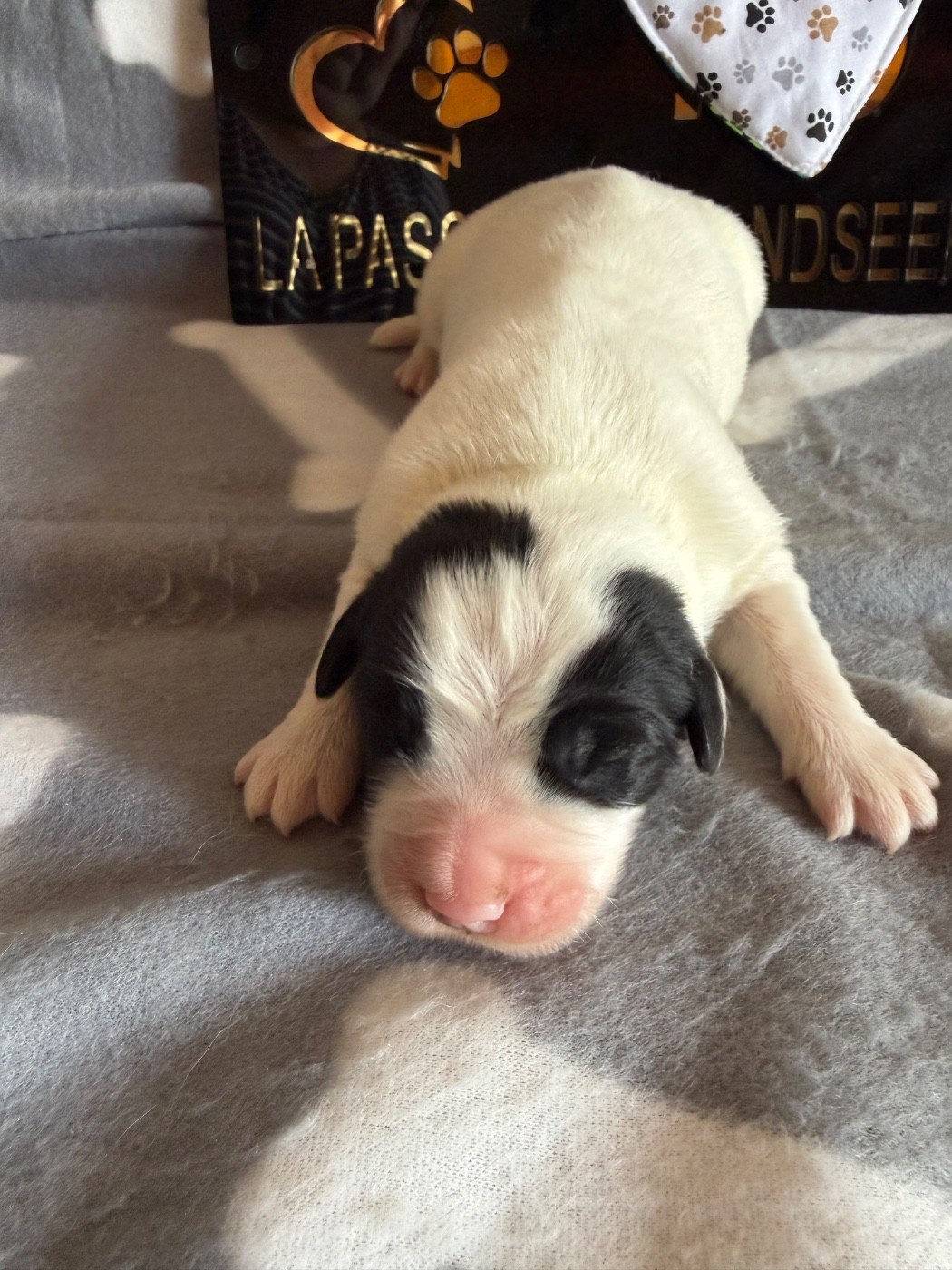 De La Lande De Montecouplet - Chiots disponibles - Landseer type continental europeen