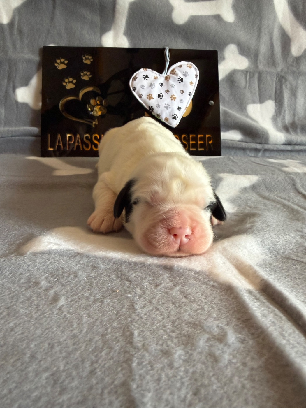 De La Lande De Montecouplet - Chiots disponibles - Landseer type continental europeen