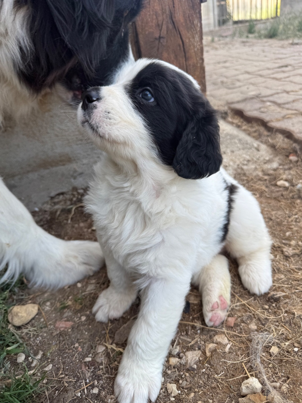 De La Lande De Montecouplet - Chiots disponibles - Landseer type continental europeen