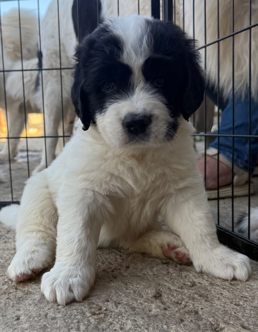 De La Lande De Montecouplet - Chiots disponibles - Landseer type continental europeen