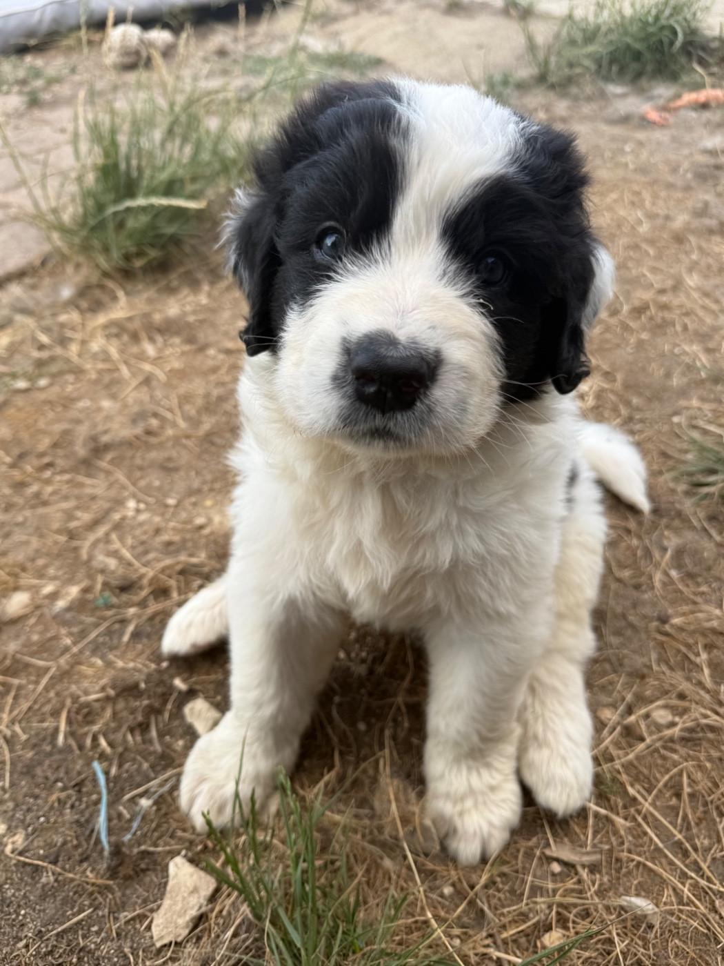 De La Lande De Montecouplet - Chiots disponibles - Landseer type continental europeen