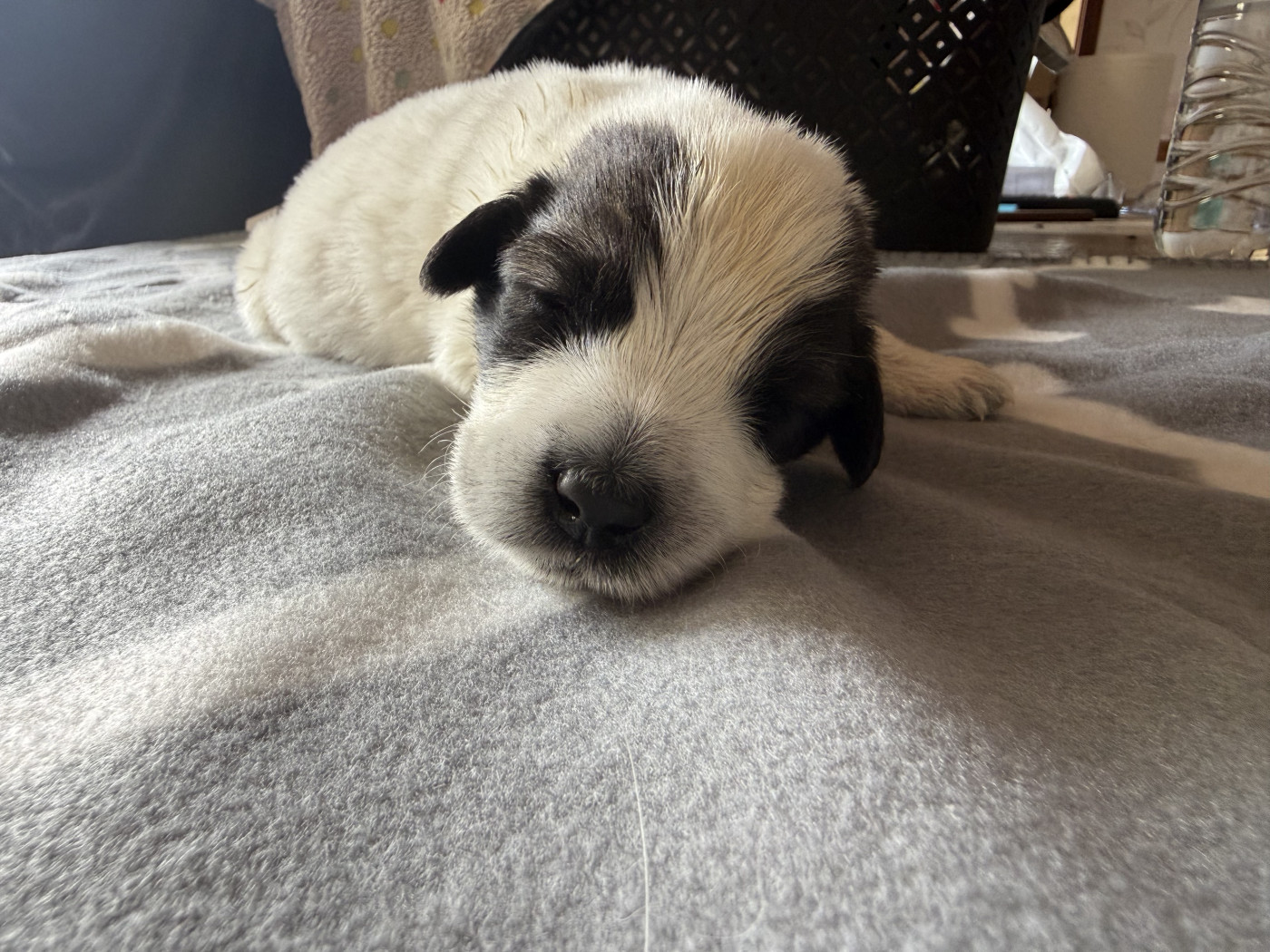 De La Lande De Montecouplet - Chiots disponibles - Chien Berger Roumain de Mioritza