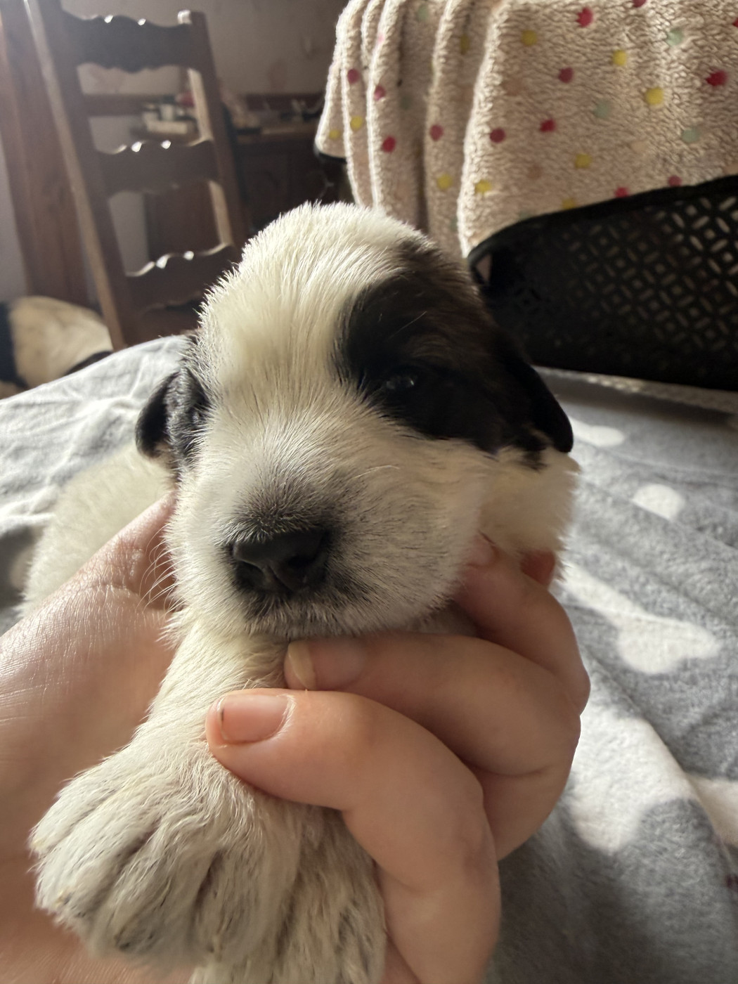 De La Lande De Montecouplet - Chiots disponibles - Chien Berger Roumain de Mioritza
