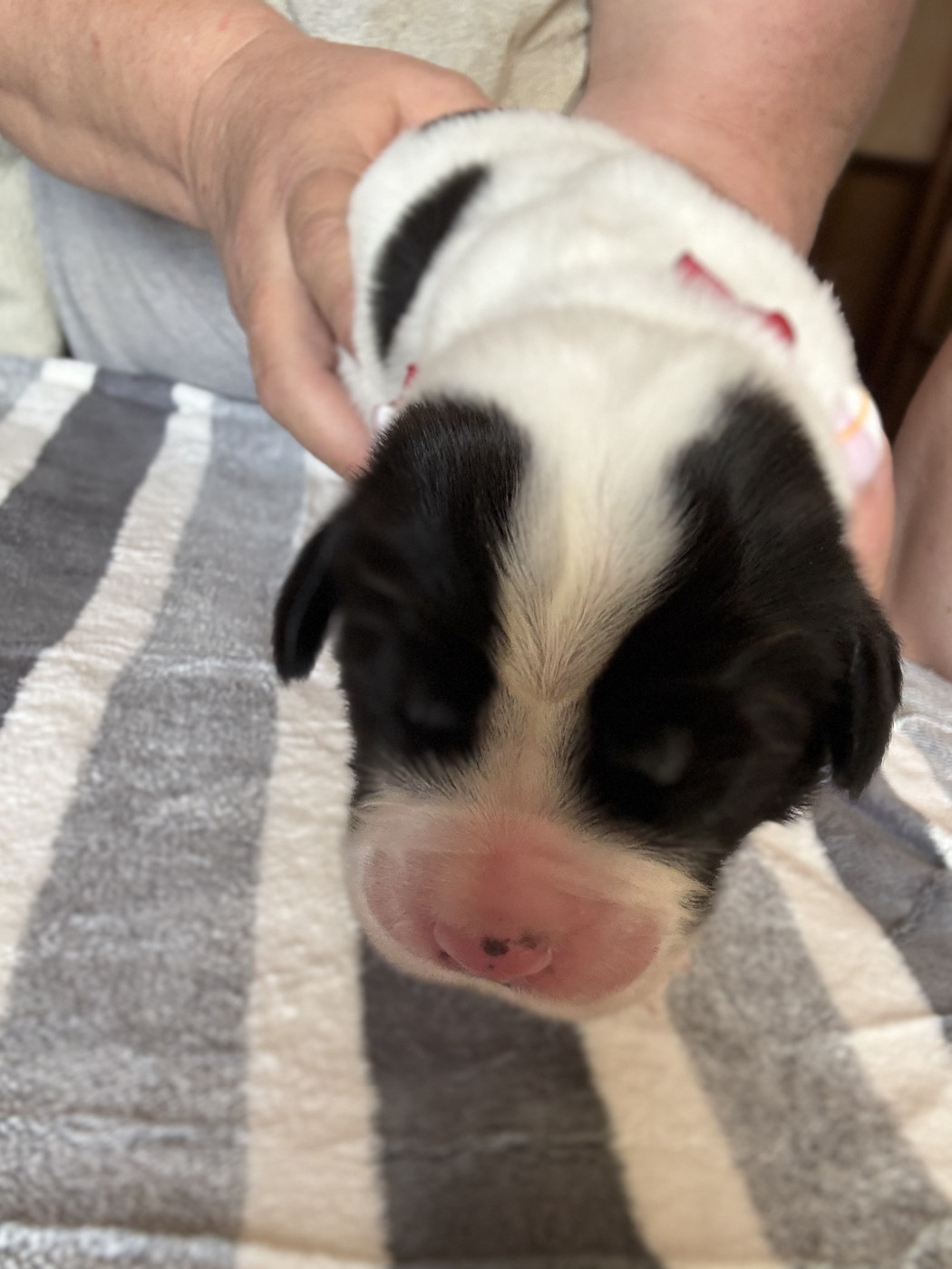 De La Lande De Montecouplet - Chiots disponibles - Landseer type continental europeen