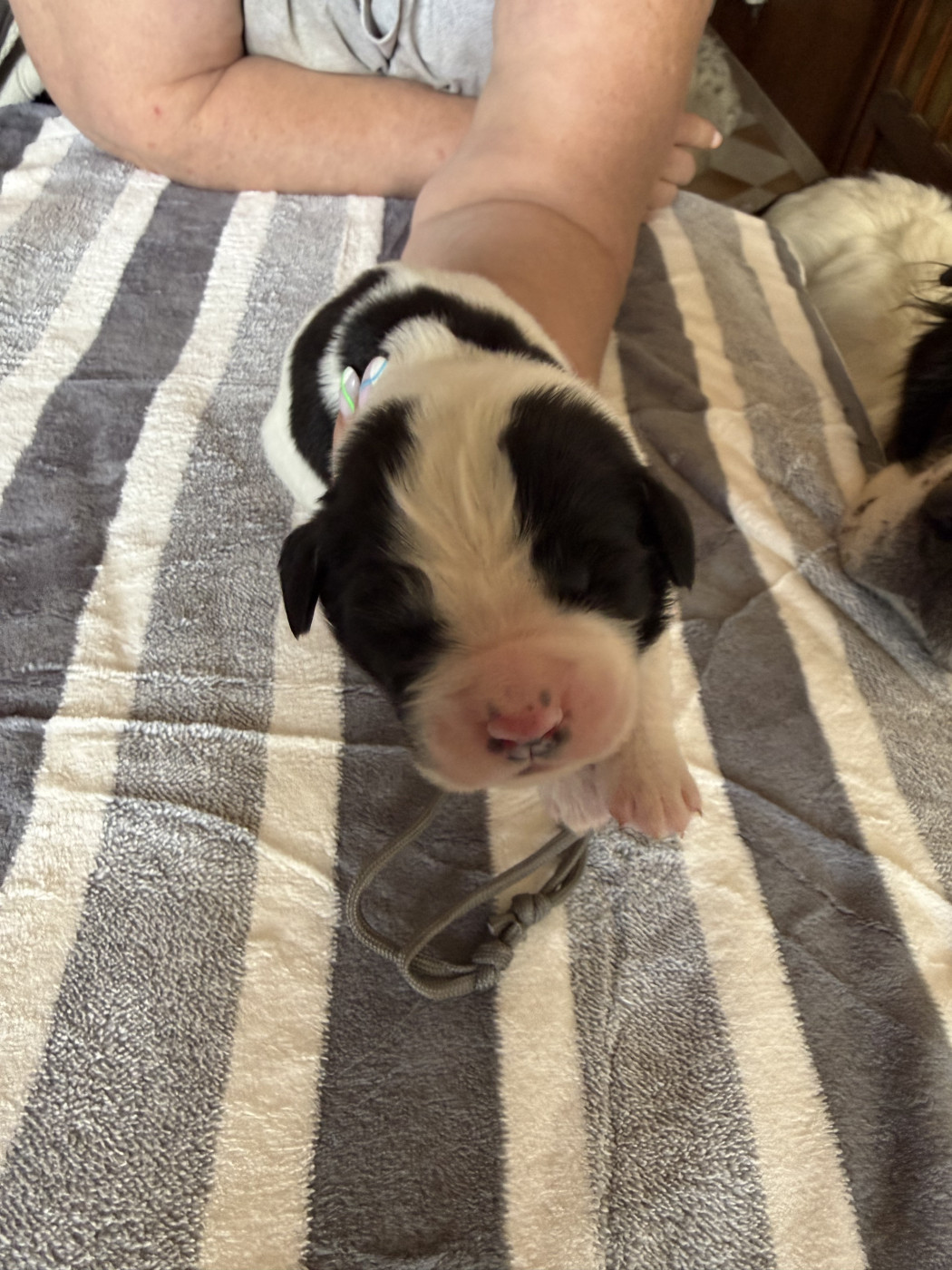 De La Lande De Montecouplet - Chiots disponibles - Landseer type continental europeen