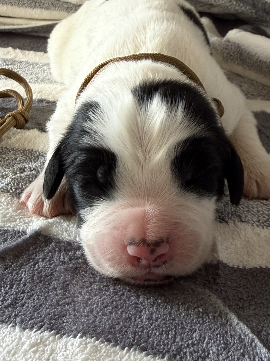 De La Lande De Montecouplet - Chiots disponibles - Landseer type continental europeen