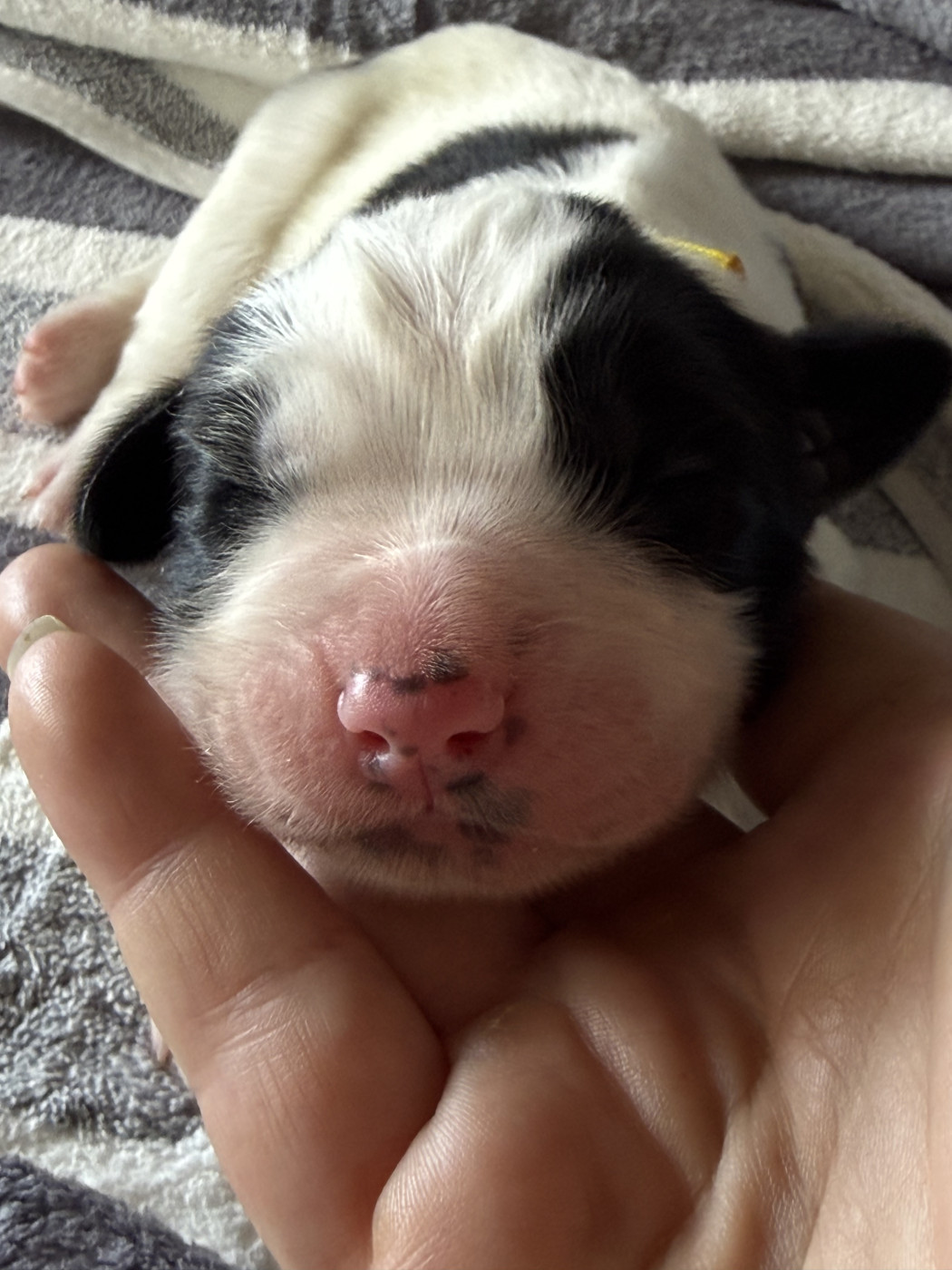 De La Lande De Montecouplet - Chiots disponibles - Landseer type continental europeen