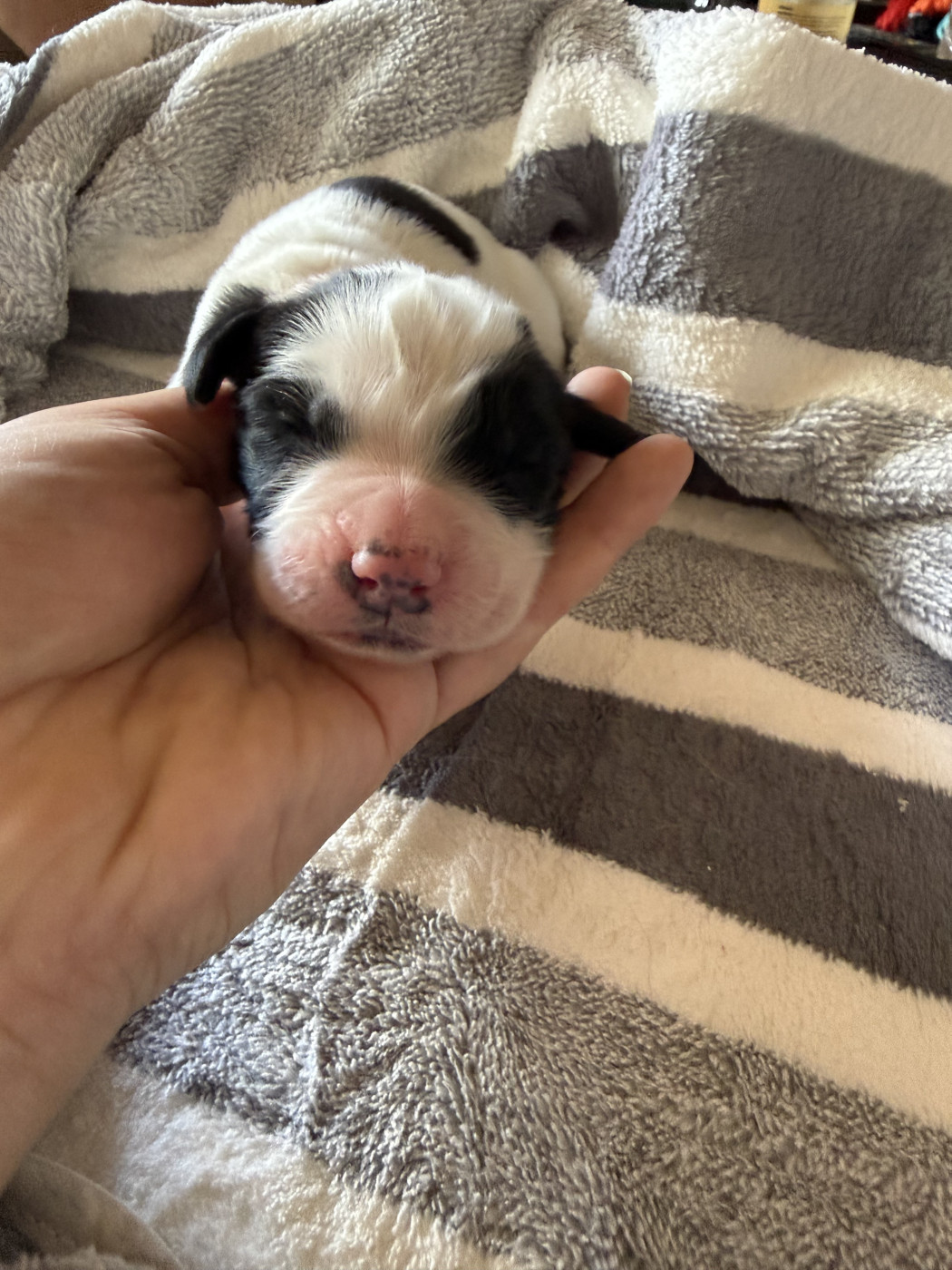 De La Lande De Montecouplet - Chiots disponibles - Landseer type continental europeen
