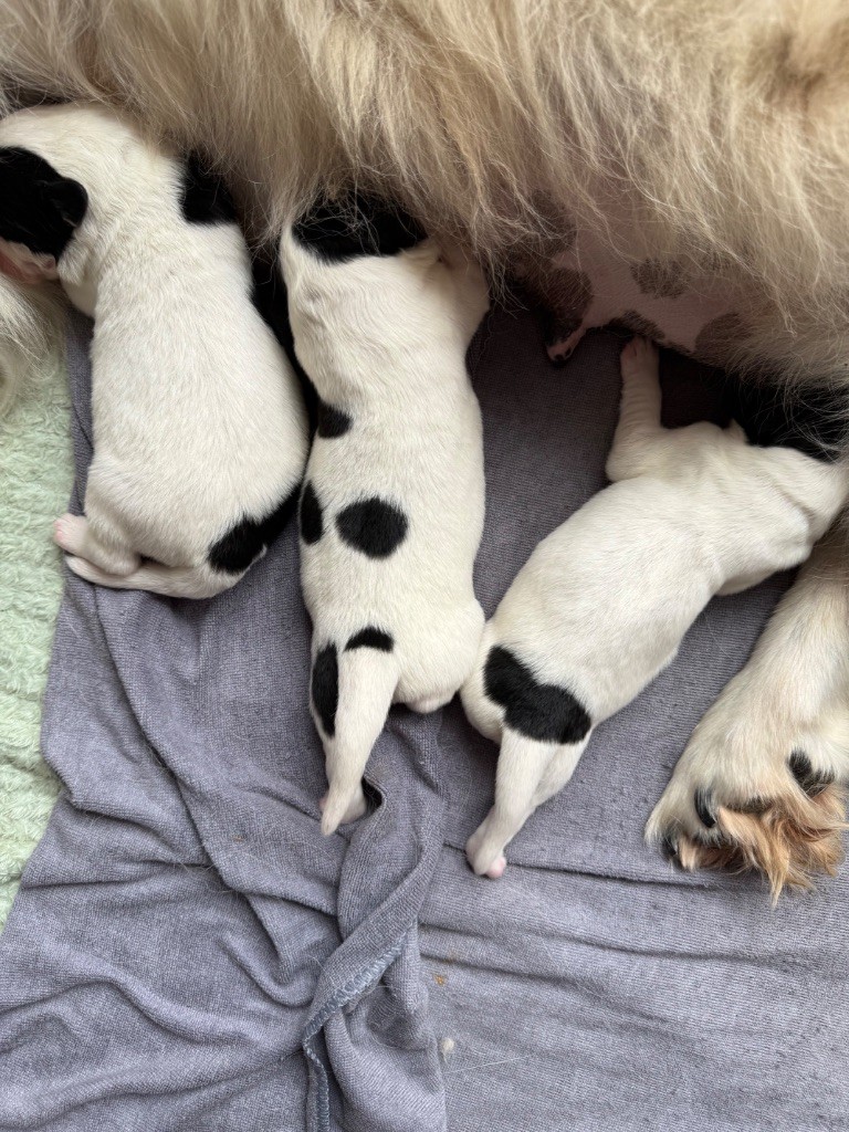 De La Lande De Montecouplet - Chiots disponibles - Landseer type continental europeen