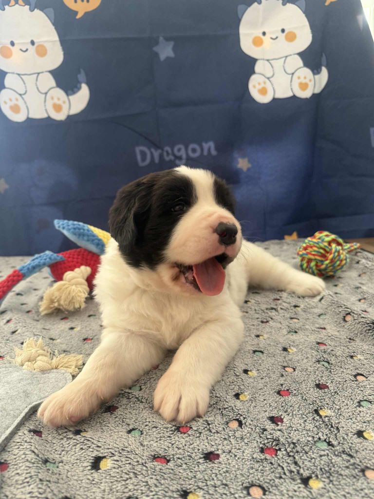 De La Lande De Montecouplet - Chiots disponibles - Landseer type continental europeen